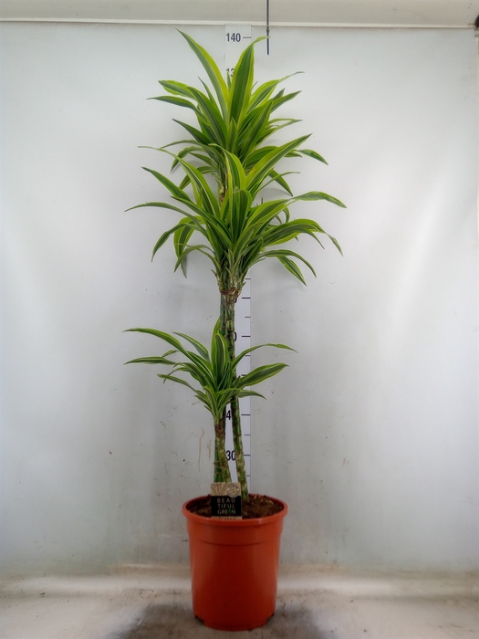 <h4>Dracaena fr de 'LemonLime'</h4>