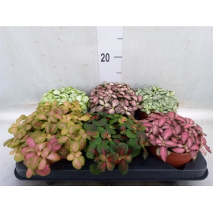 Fittonia   ...mix