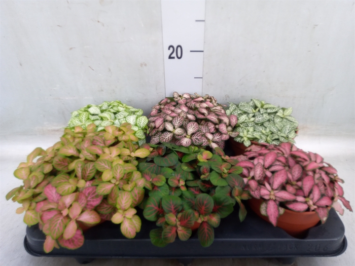 <h4>Fittonia   ...mix</h4>