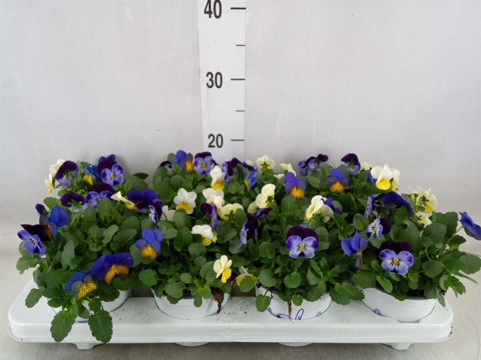 <h4>Viola wr.    ...tricolor</h4>