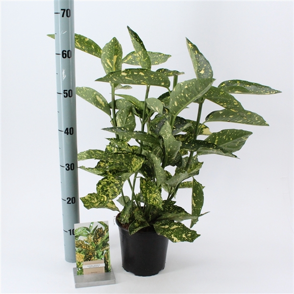<h4>Aucuba japonica 'Crotonifolia'</h4>