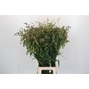 Chasmanthium Green