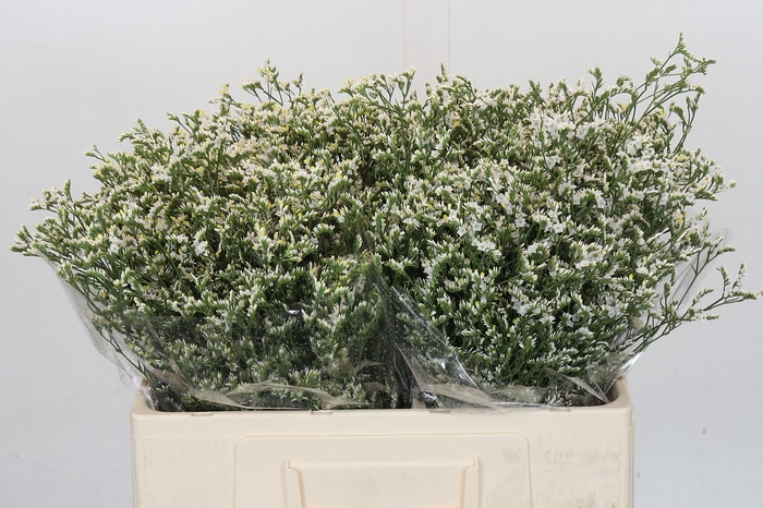 <h4>Limonium China White</h4>