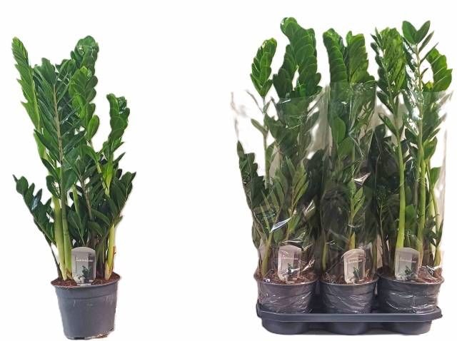 <h4>ZAMIO ZAMIIFOLIA</h4>