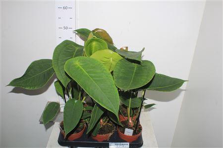 <h4>** Anthu Peltigerum New **</h4>