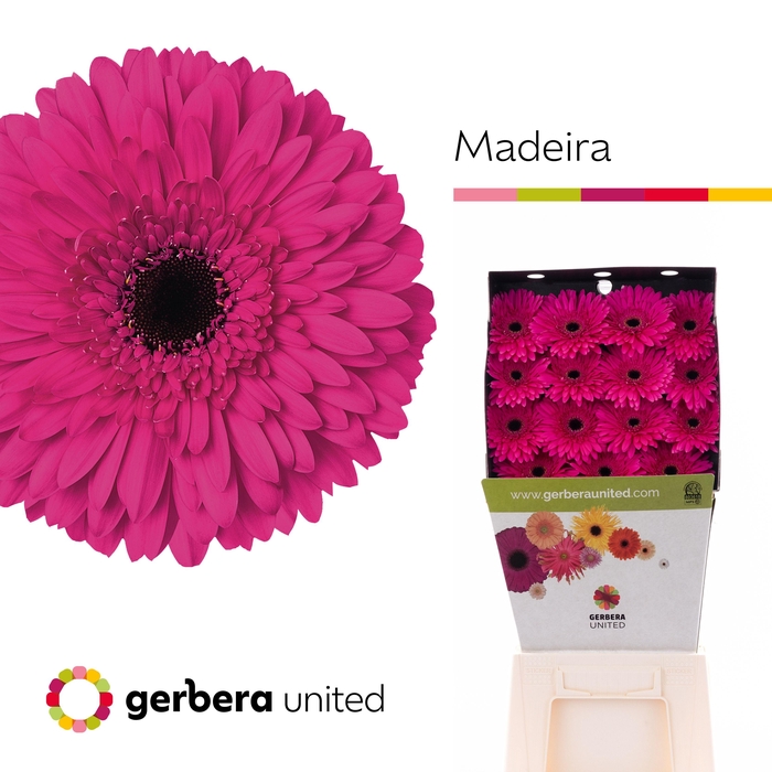 <h4>Gerbera Madeira Diamond</h4>