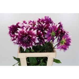 Dahlia England's Glory