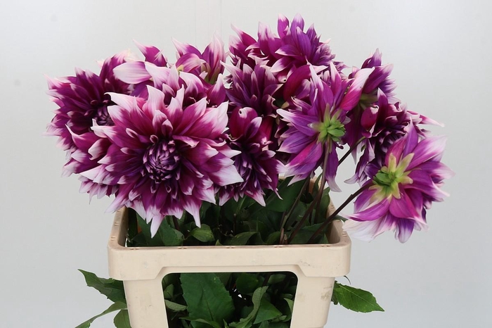 <h4>Dahlia England's Glory</h4>