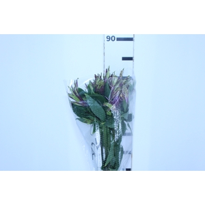 ALSTROEMERIA SCORPION 080 CM BICOLOR