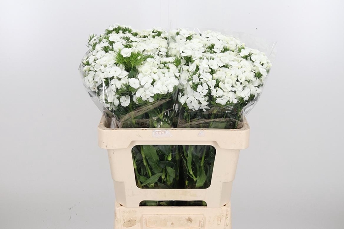 <h4>Di Barb Duke Bre</h4>