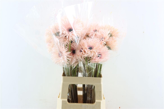 Ge Gr Spi Cream Springs