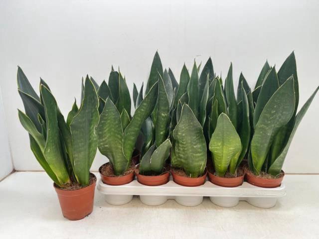 <h4>SANSEV TRIFASCIA OV</h4>