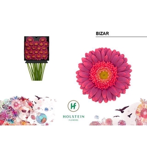 Germini Bizar Diamond Per Kaart