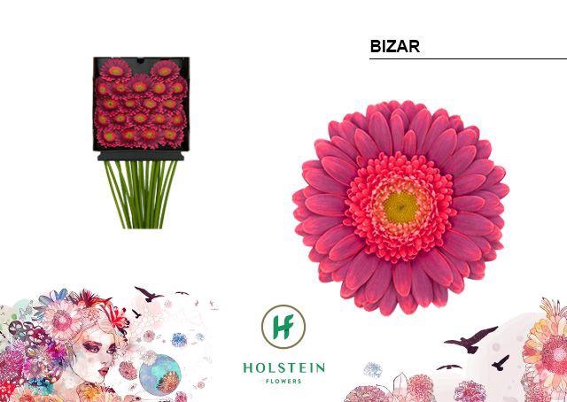 <h4>Germini Bizar Diamond Per Kaart</h4>