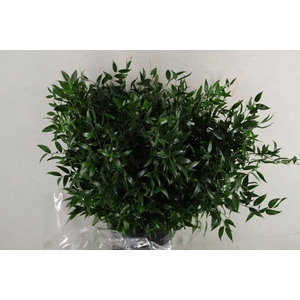 Ruscus Bs 200g