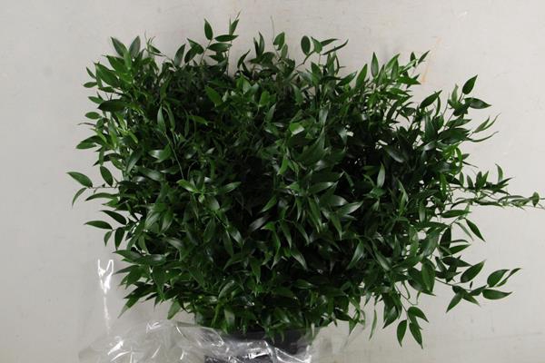 Ruscus Bs 200g