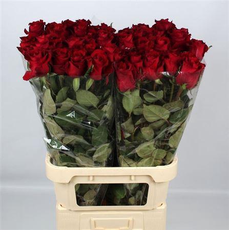 <h4>R Gr Ever Red</h4>