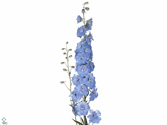 Delphinium Boy