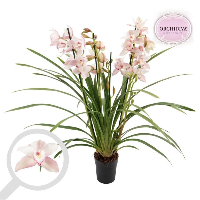 <h4>Cymbidium PB Joal 3-4 tak</h4>