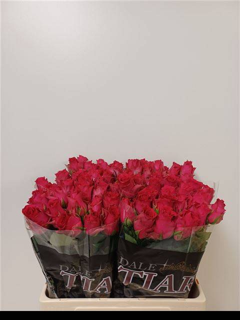 <h4>R GR PINK RHODOS</h4>