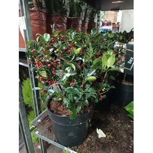 Ilex meserveae Blue Maid