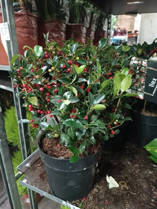 <h4>Ilex meserveae Blue Maid</h4>