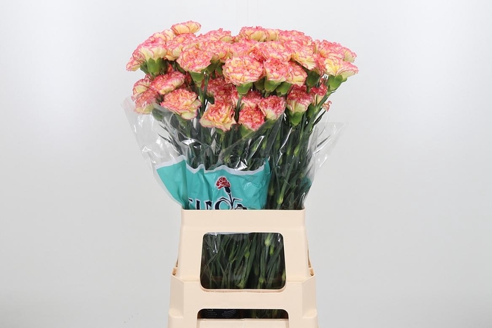 <h4>Di St Yellow Viana</h4>