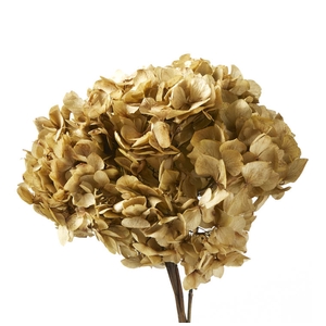 Hydrangea naturel