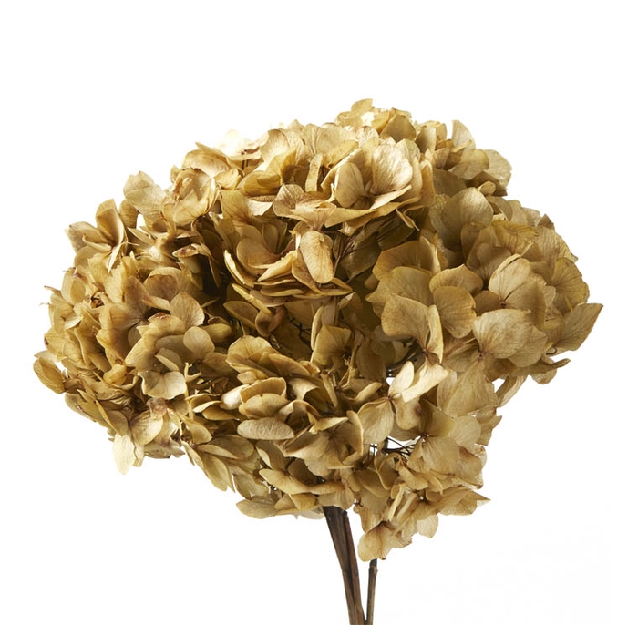 Hydrangea naturel