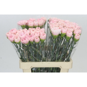 Dianthus St Pink Bizet