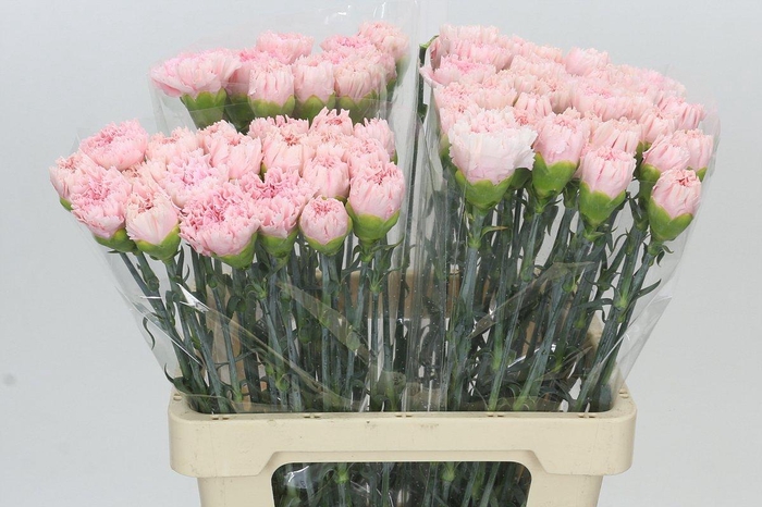 <h4>Dianthus St Pink Bizet</h4>