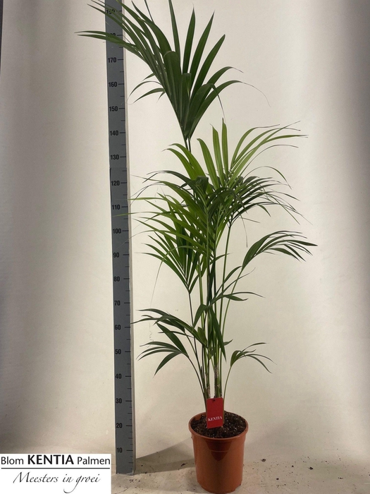 <h4>HOWEA FORSTERIANA</h4>