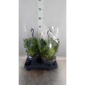 Pilea peperomoides
