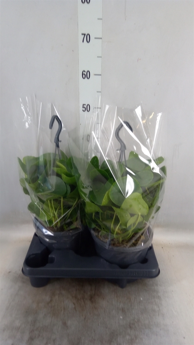 <h4>Pilea peperomoides</h4>