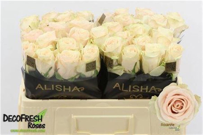 <h4>R Gr Roxanne+</h4>