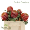 Banksia Coccinea