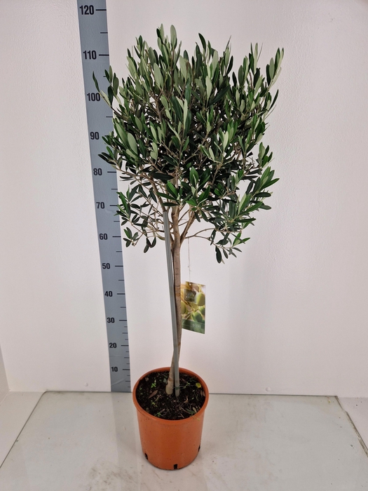 <h4>OLEA EUROPAEA</h4>