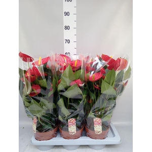 Anthurium andr. 'Tremendo'