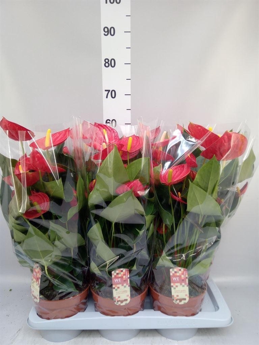 <h4>Anthurium andr. 'Tremendo'</h4>