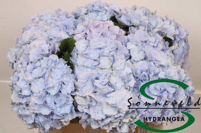 <h4>Hydr M Ch Verena Bl</h4>