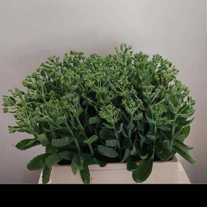 SEDUM SPECTABILE