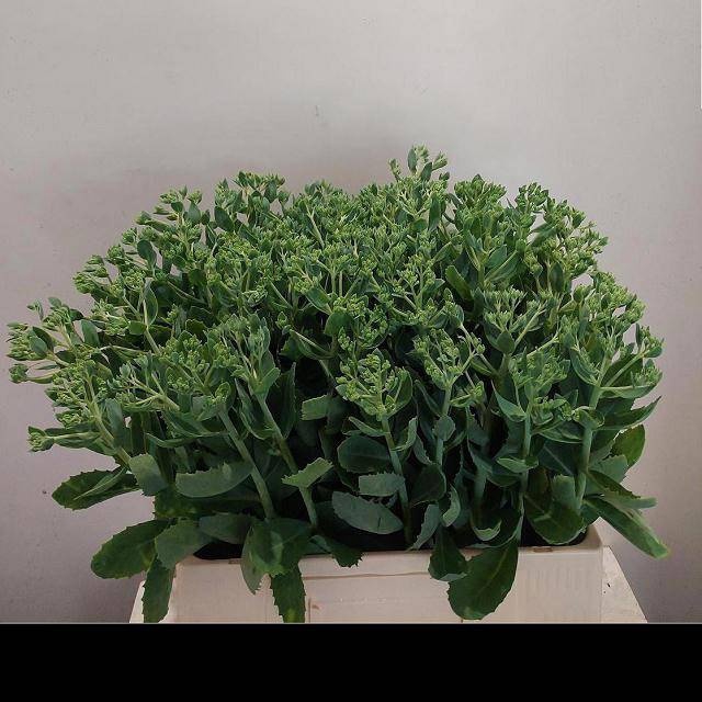 <h4>SEDUM SPECTABILE</h4>