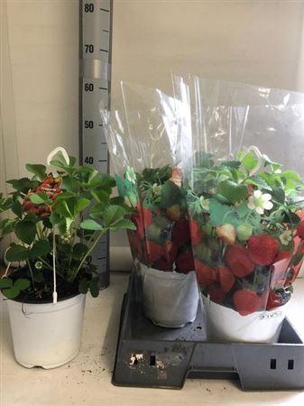 <h4>Fragaria X Ananassa Elsanta</h4>