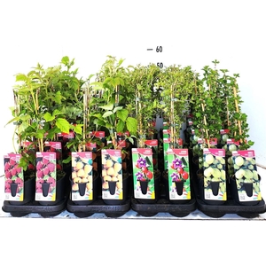 arr8 Fruitbomen Mixk 1 Srt Per Tray