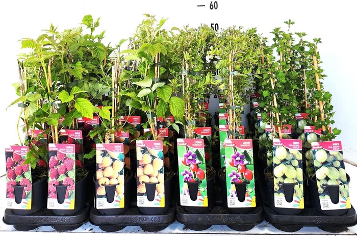 <h4>arr8 Fruitbomen Mixk 1 Srt Per Tray</h4>