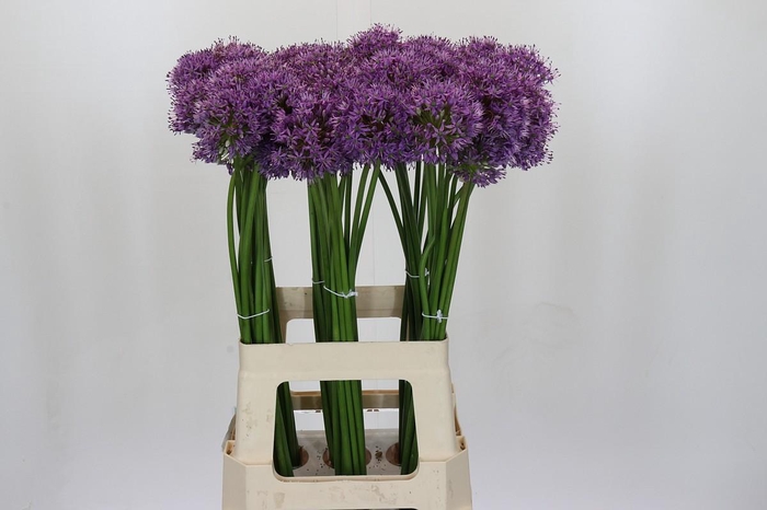 <h4>Allium Gladiator</h4>