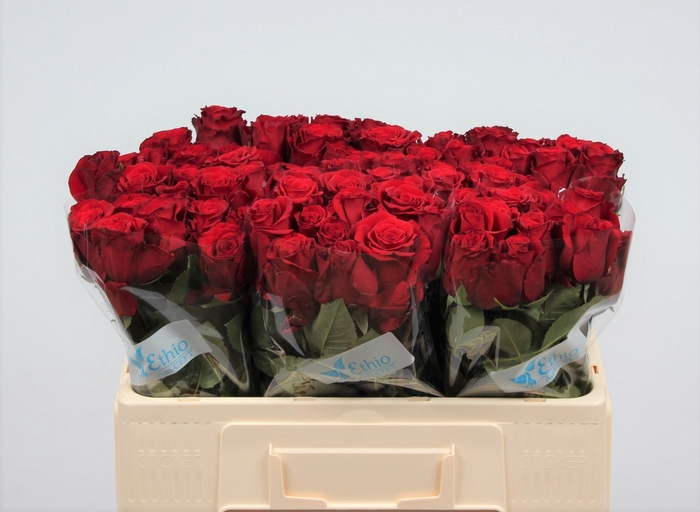 <h4>R GR UPPER CLASS</h4>