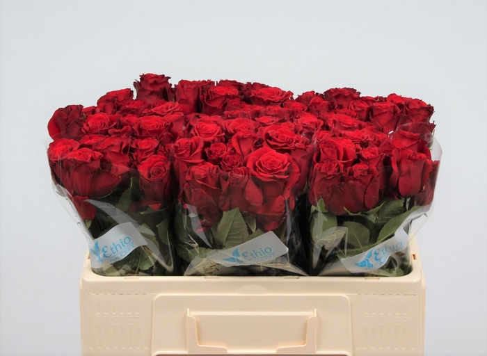 <h4>R GR UPPER CLASS</h4>