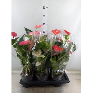 Anthurium   ...mix