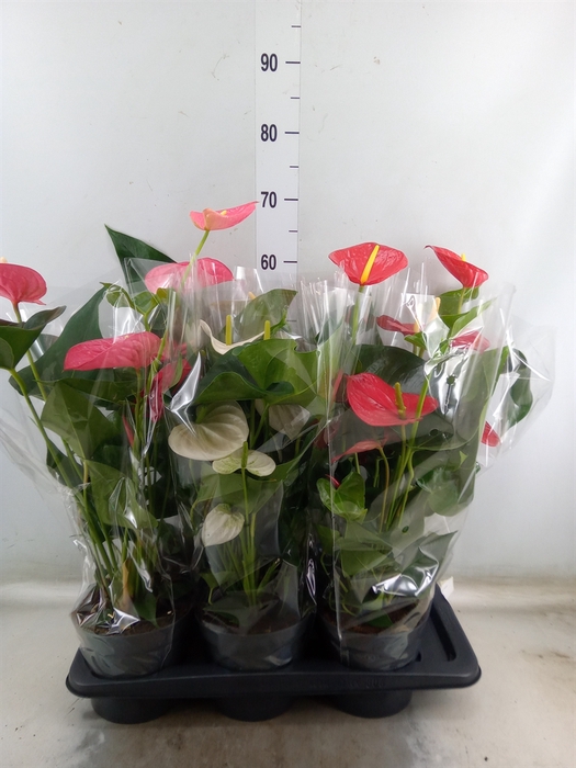 <h4>Anthurium   ...mix</h4>